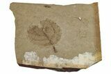 Fossil Plant (Fagus?) Leaf - McAbee, BC #262254-1